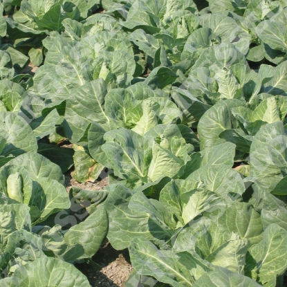 Picture of Cabbage  Regency F1 (RHS Award of Garden Merit)