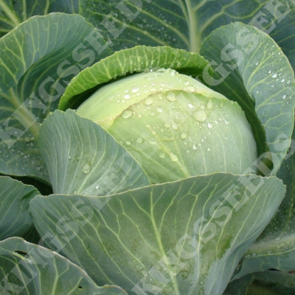 Picture of Cabbage  Attraction F1