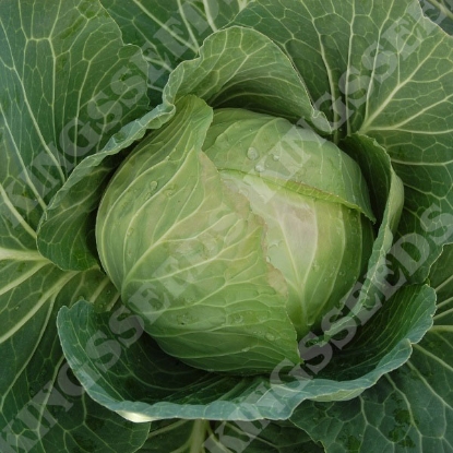 Picture of Cabbage  Cabbice F1 (RHS Award of Garden Merit)