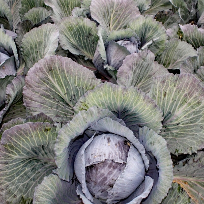 Picture of Cabbage  Red Lodero F1