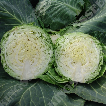 Picture of SALE - Cabbage  Kalibro F1