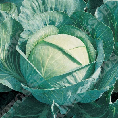 Picture of Cabbage Brigadier F1