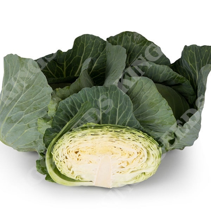 Picture of Cabbage  Felicity F1