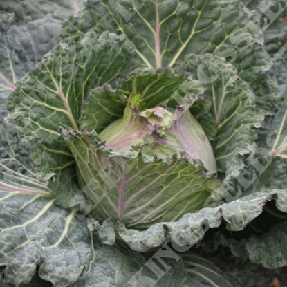 Picture of Cabbage January King  Marabel F1