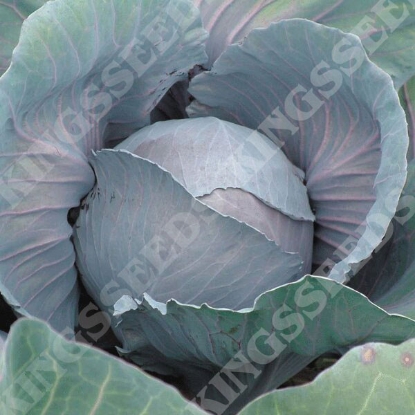 Picture of Cabbage Redcap F1