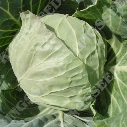 Picture of Cabbage Vivaldi  F1