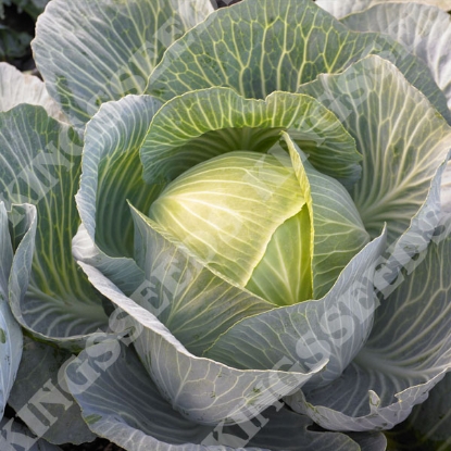 Picture of Cabbage Kilastor F1