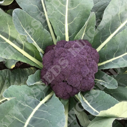 Picture of Calabrese  Purple Rain F1