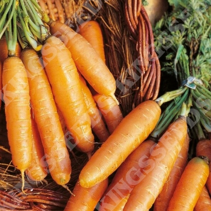 Picture of Carrot Amsterdam Forcing 3