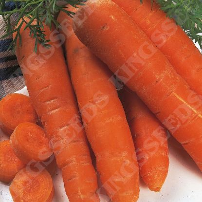 Picture of Carrot  Autumn King (Award of Garden Merit)