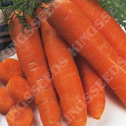 Picture of Carrot Autumn King - Growers Pack (Award of Garden Merit)