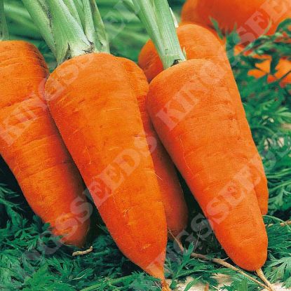 Picture of Carrot  Chantenay Red Cored