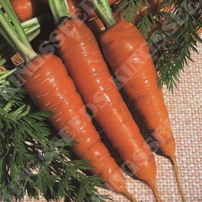 Picture of Carrot  Chantenay Royal