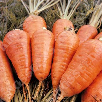 Picture of Carrot  Early Market