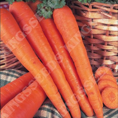 Picture of Carrot  James Scarlet Intermediate