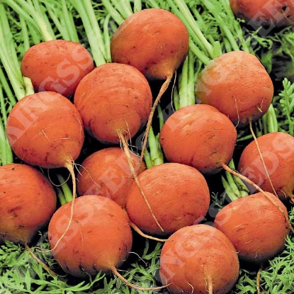 Picture of Carrot  Paris Market