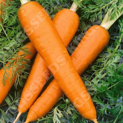 Picture of Carrot  Flakkee (Flak)