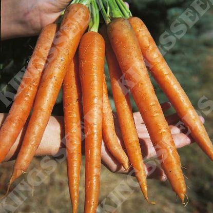 Picture of Carrot  St Valery