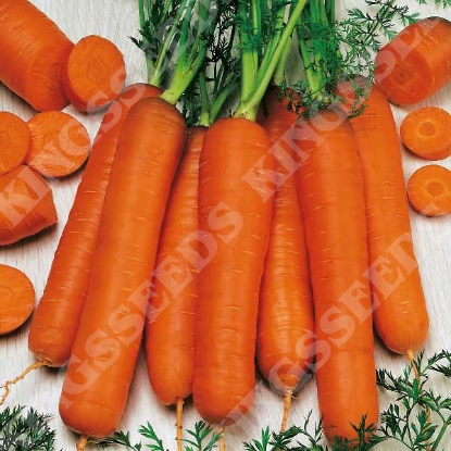 Picture of Carrot  Berlicum