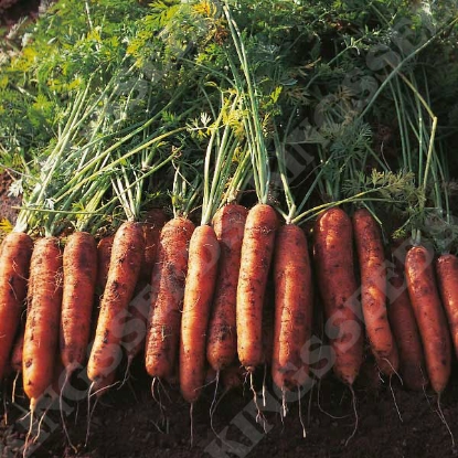 Picture of Carrot  Nairobi F1