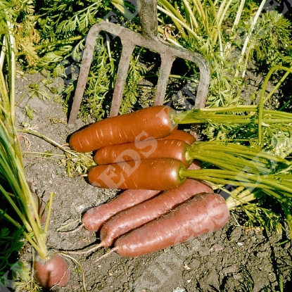 Picture of Carrot  Flyaway F1  (Award of Garden Merit)