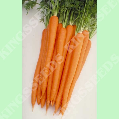 Picture of Carrot  Sugarsnax F1 (Award of Garden Merit)