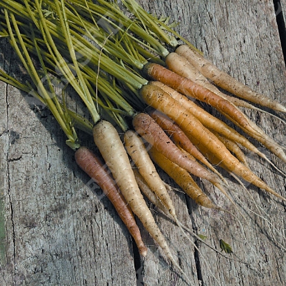 Picture of Carrot  Rainbow Mixed