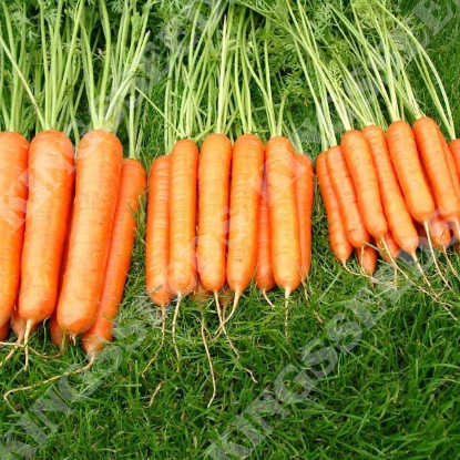 Picture of Carrot  Sweet Candle F1