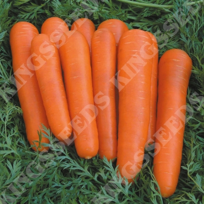 Picture of Carrot  Attilio F1