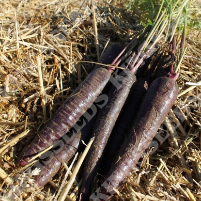 Picture of Carrot  Purple Sun F1