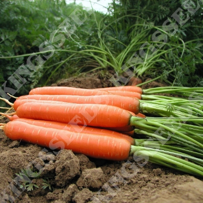 Picture of Carrot  Romance F1 (RHS Award of Garden Merit)