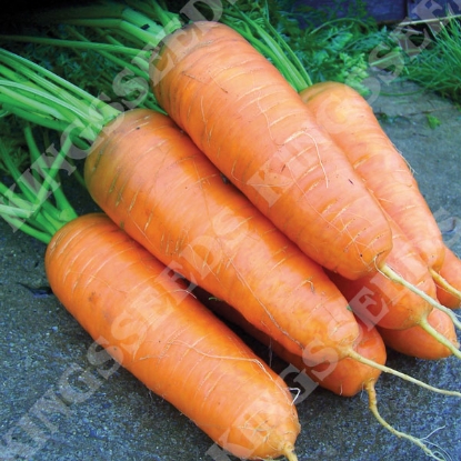 Picture of Carrot  Katrin