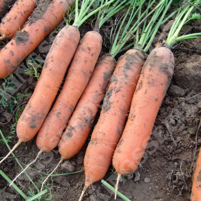 Picture of Carrot  Marion F1