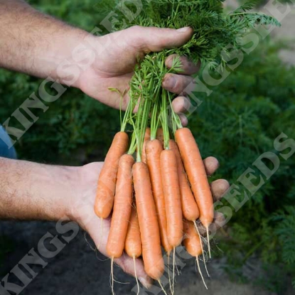 Picture of Carrot  Adelaide F1 (RHS Award of Garden Merit)