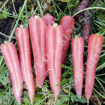 Picture of Carrot  Ruby Prince F1