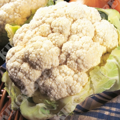 Picture of Cauliflower  All The Year Round