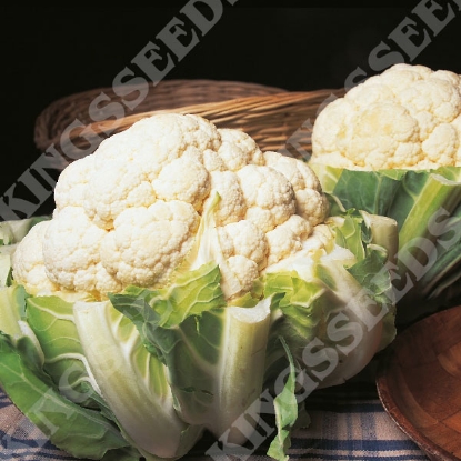 Picture of Cauliflower  Autumn Giant