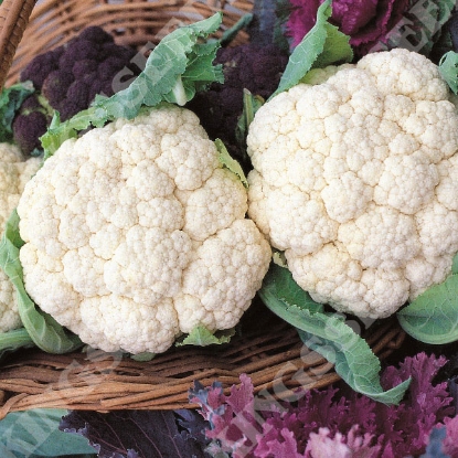 Picture of Cauliflower  Snowball (Award of Garden Merit)