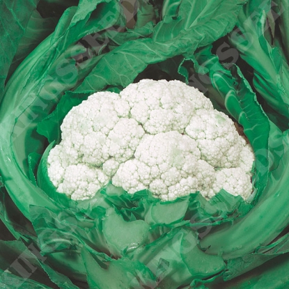 Picture of Cauliflower  Snow March F1