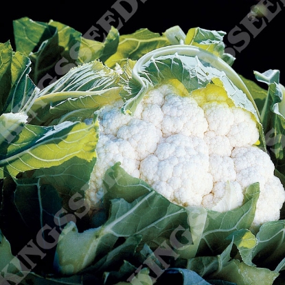 Picture of Cauliflower  Aviron F1