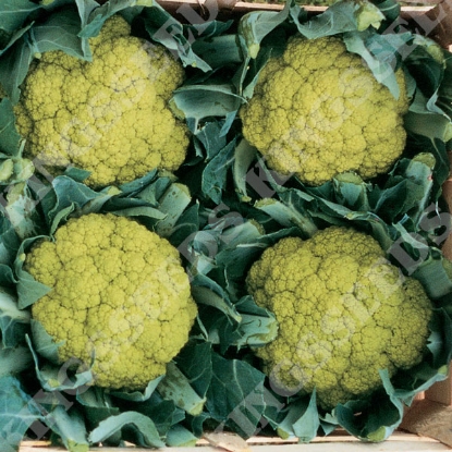 Picture of Cauliflower  Green Trevi F1