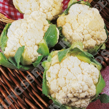 Picture of Cauliflower  Igloo