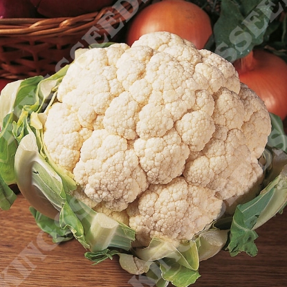 Picture of Cauliflower  Aalsmeer  (Award of Garden Merit)