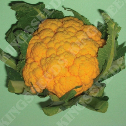 Picture of Cauliflower  Sunset F1