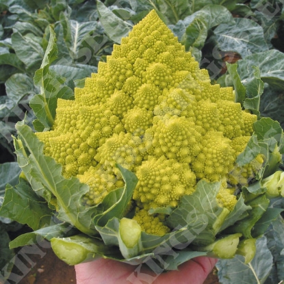 Picture of Cauliflower  Romanesco Navona F1