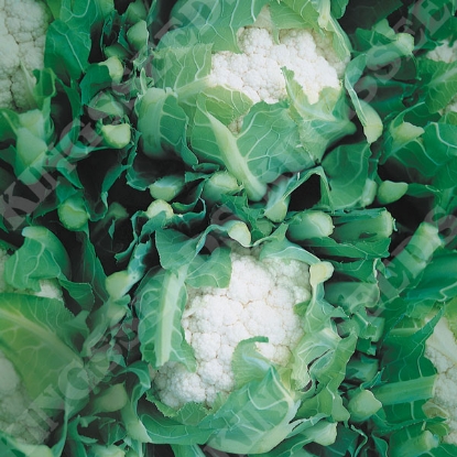 Picture of Cauliflower  Cendis F1