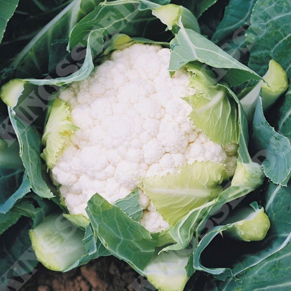 Picture of Cauliflower  Boris F1