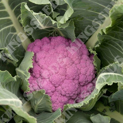 Picture of Cauliflower Depurple F1