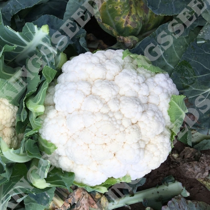 Picture of Cauliflower Whitex F1