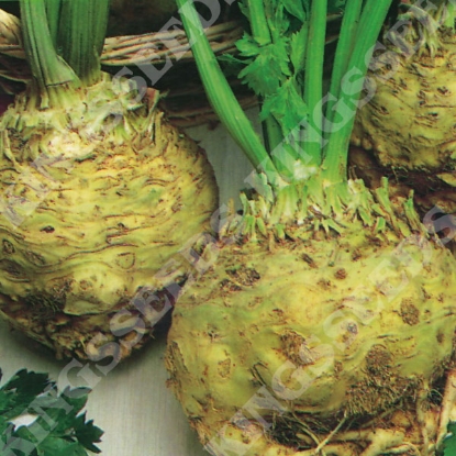 Picture of Celeriac  Giant Prague